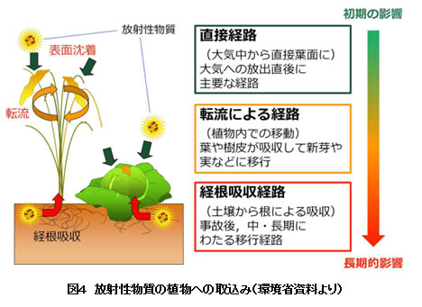 図1　放射線防護体系（出典：環境省）